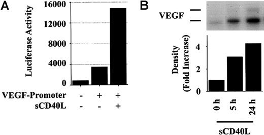 Fig. 4. Ligation of CD40 results in enhanced VEGF promoter activity. / (A) HUVECs were first incubated for 24 hours in 0.5% FBS containing EBS. Subsequently, a 2.6-kb full-length VEGF promoter-luciferase construct (1 μg DNA per milliliter) was introduced into HUVECs by lipofection as detailed in “Materials and methods.” HUVECs were then cultured for 24 hours in the absence or presence of sCD40L (Bristol Myers Squibb) in duplicate wells for each condition. Luciferase activity was analyzed with the use of equal amounts of total cellular protein for each sample. Illustrated is the luciferase activity in lysates in transfected but unstimulated HUVECs and in HUVECs following stimulation with sCD40L. Mock-transfected HUVECs served as negative control. Luciferase activity was consistently induced (approximately 4-fold) in sCD40L-treated cells compared with untreated cells. Representative of 3 independent experiments performed in duplicate cultures. (B) The expression of VEGF mRNA in the same HUVECs used in panel A, either untreated or following treatment with sCD40L for 5 and 24 hours. The induced expression of VEGF mRNA was similar (approximately 4-fold) to the induced luciferase activity illustrated in panel A.