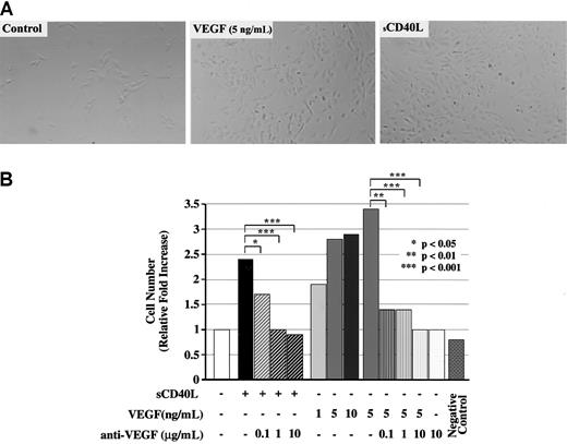 Fig. 5. Function of CD40 ligation for VEGF-induced angiogenesis. / HUVECs were cultured in 24-well tissue culture plates in 5% FBS for 48 hours in the absence or presence of sCD40L or VEGF. HUVECs were seeded at 5 × 104 cells per well in 0.75 mL medium, and cell numbers were counted daily by means of a calibrated grid (100 × magnification). Treatment of HUVECs with VEGF resulted in enhanced survival of HUVECs and promoted growth (as described13) and served as positive control. Treatment of HUVECs with heat-inactivated sCD40L supernatant served as negative control. (A) Representative photomicrographs of HUVEC cultures after 48 hours in medium alone, VEGF (5 ng/mL), and sCD40L (Bristol Myers Squibb). (B) Relative increase in number of HUVECs compared with control (medium alone) after 48 hours of culture in the presence of sCD40L or VEGF, in the absence or presence of a neutralizing anti-VEGF antibody. The median values of 4 independent experiments performed in duplicate cultures are illustrated. There is enhanced growth of HUVECs following treatment with sCD40L, and this effect is abrogated by addition of a neutralizing anti-VEGF antibody into cell cultures. Controls for anti-VEGF were cultures of VEGF in the absence or presence of antibody. Additional negative controls (not shown) were cultures in the presence of murine sCD40L (Bristol Myers Squibb) generated in the same manner as the human sCD40L used in these experiments.