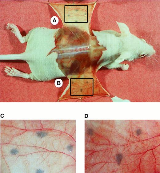Fig. 7. Effect of sCD40L in a murine model of angiogenesis. / Murine sCD40L in Matrigel was injected subcutaneously into athymic nude mice. The site of injection was marked with indelible ink. Illustrated is a representative photograph of the exposed undersurface of the injection site after 7 days. (A) Site injected with heat-inactivated sCD40L. (B) Site injected with active sCD40L. The lower panels A and B represent the boxed areas of the skin viewed at higher magnification. Following injection of sCD40L, multiple tortuous vessels were found with bifurcations and trifurcations that are typical findings of active angiogenesis. Representative of 1 of 7 animals with similar results.
