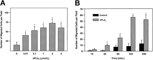 Fig. 1. Stimulation of EC migration by sPLA2: dose response. / . (A) BAECs (2.5 × 105) were placed in the upper compartment of a Transwell chamber. Varying concentrations of bvPLA2 were placed in the lower compartment. Cells were allowed to migrate for 2 hours through 8-μm pores of polycarbonate filters coated with attachment factor and placed between the upper and the lower compartment. After migration, the upper part of the filter was washed to remove nonmigrated cells and the membrane was stained using Diff-Quick. Migrated cells were quantified by counting nuclei in 4 random fields (× 10)/filter. Results are the mean ± SE of 4 independent experiments. Asterisk indicates statistically significant (P < .004 versus basal migration). (B) Stimulation of EC migration by sPLA2: time course. BAECs were placed in the upper compartment of the Transwell chamber, and bvPLA2 (1 μmol/L) was placed in the lower compartment. Migration was evaluated at the indicated times. Quantification of migrated cells was performed as described above. Results are the mean ± SE of 3 independent determinations. Asterisk indicates statistical significance (P < .001 basal migration).