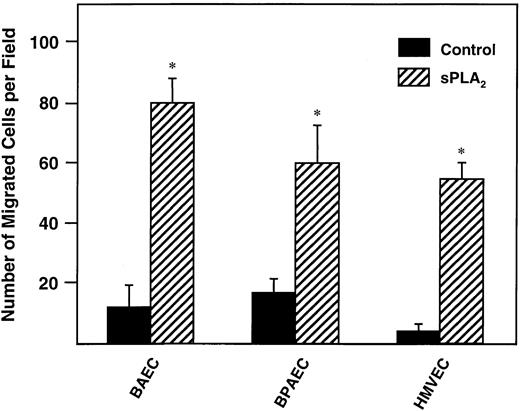 Fig. 2. Tissue specificity of sPLA2-induced EC migration. / BAECs, HMVECs, and BPAECs were placed in the upper compartment of a Transwell chamber, and bvPLA2 (1 μmol/L) was placed in the lower compartment. Migration was allowed to occur for 2 hours at 37°C and 5% CO2. Filters were removed and nonmigrated cells were scraped off. Filters were stained using Diff-Quick. Nuclei from 4 random power fields (× 10)/filter were counted. Bars indicate the mean ± SE of 3 independent experiments. Asterisk indicates statistical significance (P < .01 versus basal migration).