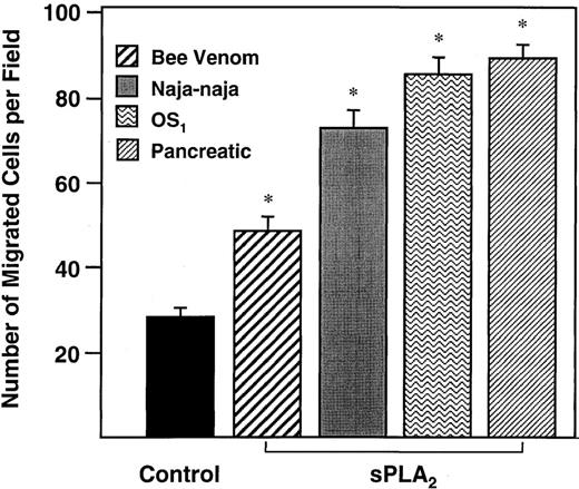 Fig. 3. Effect of different sPLA2s on EC migration. / BAECs were seeded in the upper compartment of a Transwell chamber. Bee venom sPLA2, Naja naja sPLA2, porcine pancreatic sPLA2, and OS1 (0.5 μmol/L each) were placed in the lower compartment. Cells that migrated after 2 hours of incubation at 37°C and 5% CO2 were stained. Nuclei from 4 random fields (× 10)/filter were counted. Results are the mean ± SE of the number of migrated cells per field from 3 independent determinations. Asterisk indicates statistical significance (P < .001 versus basal migration).