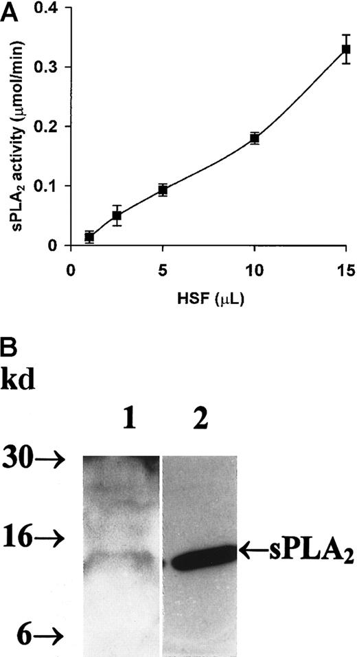 Fig. 6. Detection of sPLA2 in human synovial fluid. / (A) Measurement of human synovial fluid sPLA2 enzyme activity. Assays to measure human synovial fluid sPLA2enzyme activity were performed as described in “Material and methods” using a 96-well microtiter plate. Enzyme activity was monitored for 15 minutes at 25°C by measuring absorbance at 414 nm. The background absorbance in the absence of added human synovial fluid was subtracted from each sample. Bee venom PLA2 (0.01 μg) was included as a positive control. Data points represent the mean ± SE from triplicate determinations of a representative experiment. HSF indicates human synovial fluid. (B) Western blotting of human synovial fluid sPLA2. Aliquots of human synovial fluid (15 μL/lane corresponding to 82.5 μg of total protein content) or purified human synovial sPLA2 (1 μg/lane) were fractionated on a 16% polyacrylamide gel and transferred to a nitrocellulose membrane. The membrane was probed with a monoclonal antisynovial sPLA2 antibody (diluted 1:1000). Antibody reactions were detected using horseradish peroxidase–conjugated sheep antimouse Ig (diluted 1:2500) and the enhanced chemiluminescence detection system. Shown on the left are molecular weight markers expressed in kilodaltons. The arrow on the right indicates the 14-kd sPLA2. Lane 1 is human synovial fluid. Lane 2 is human synovial sPLA2 that was used as a positive control.