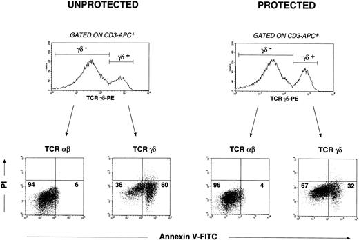 Fig. 4. CD2-mediated IL-12–dependent signals render human γδ-T cells resistant to mitogen-induced apoptosis: analysis by 4-color flow cytometry. / PBMC cultures were initiated as described above. Those receiving day 0 signals (IFN-γ, IL-12, and anti-CD2 mAb S5.2) by convention were defined as protected. Those receiving no anti-CD2 mAb S5.2 or IL-12 on day 0 (PBS only) were defined as unprotected. All cultures received OKT3 and IL-2 24 hours later (day 1 mitogenic signals). Both αβ- and γδ–T-cell populations were first delineated by electronic gating on the corresponding αβ- and γδ-T cells defined by anti-CD3-APC and anti-TCR-γδ–PE mAbs. Apoptosis occurring in αβ- and γδ–T-cell populations was then determined examining the uptake of annexin V-FITC and PI in the respective gated events. Cells incubated with anti-human CD95/Fas mAb CH11 (mouse IgM,) or mouse IgM isotype control antibody were used as positive and negative controls, respectively, to define apoptotic, viable, and necrotic quadrants within dot plots. Percentages of αβ- or γδ-T cells appearing in the corresponding dot plot quadrants are indicated: viable (annexin−/PI−), apoptotic (annexin+/PI−), and necrotic (annexin+/PI+). Results shown are representative of experiments performed using materials obtained from at least 4 different persons.