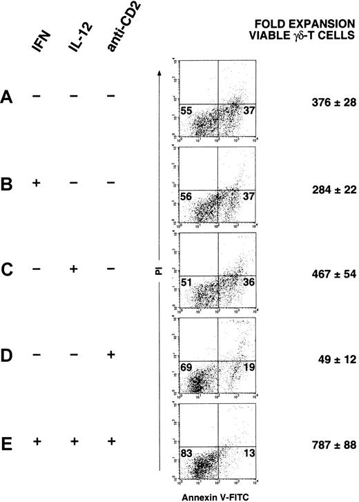 Fig. 5. Both CD2-mediated signals and IL-12 signaling contribute to the expansion of apoptosis-resistant γδ-T cells. / On day 0, separate PBMC cultures were initiated. Where indicated (+), IFN-γ (1000 U/mL), IL-12 (10 U/mL), or anti-CD2 mAb S5.2 (5 μg/mL) was added to cultures with PBS (−) added as a control. After 24 hours, all cultures received mitogenic stimulation with OKT3 and IL-2 (day 1). Cultures were maintained and expanded as described, and, after 21 days, γδ-T cells in each culture (first gated as CD3-APC+, TCR-γδ-PE+) were analyzed for apoptosis using 4-color FACS, as described above. The percentages of viable (annexin−/PI−) and apoptotic (annexin+/PI−) γδ-T cells in each dot plot are indicated in the corresponding quadrants. The absolute number of viable γδ-T cells (annexin−/PI−) found in each culture was determined with data expressed as the mean fold expansion of viable γδ-T cells (± SD), determined in triplicate. Results shown are representative of experiments performed using materials obtained from at least 3 different persons.