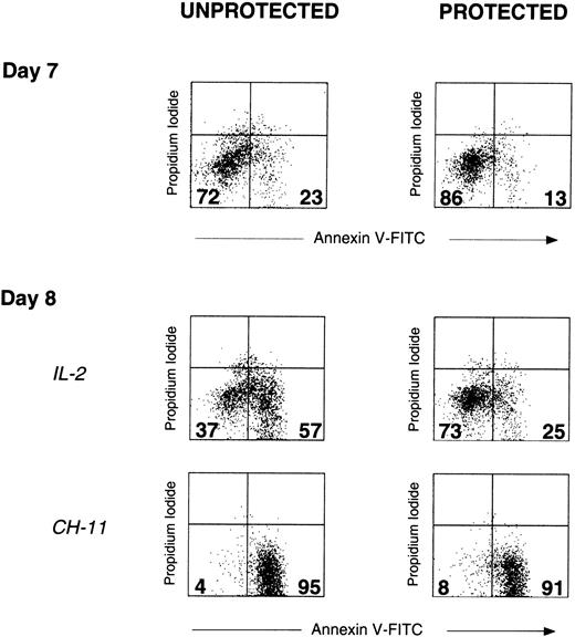 Fig. 7. IL-2 is a potent inducer of apoptosis in unprotected but not protected γδ-T cells. / Unprotected and protected PBMC cultures were initiated on day 0, as described above. All cultures received OKT3 and IL-2 after 24 hours (day 1 mitogenic signals). On day 7, γδ-T cells in both unprotected and protected cultures were analyzed for apoptosis, as measured by the uptake of annexin V-FITC and PI (upper dot plots, day 7). The percentages of viable γδ-T cells (annexin−/PI−) and apoptotic γδ-T cells (annexin+/PI−) in each dot plot are indicated in the corresponding quadrants. Subsequently, IL-2 (100 U/mL) was added to equivalent numbers of cells from both protected and unprotected PBMC cultures. After overnight incubation, apoptosis in γδ-T cells was once again determined (middle dot plots, day 8, IL-2). Agonistic mouse antihuman CD95/Fas mAb CH11 (mouse IgM) was included in identical cultures as a positive control (lower dot plots, day 8, CH-11). Day 8 cultures (protected and unprotected) to which PBS alone or to which mouse IgM isotype control for CH11 was added were essentially unchanged with respect to apoptosis when compared to day 7 cultures (not shown). Addition of IL-2 had a minimal effect on apoptosis detected in αβ-T cells within either protected or unprotected cultures (not shown). Results are representative of experiments performed using materials obtained from at least 2 different persons.