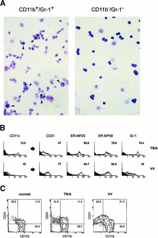 Fig. 1. Phenotype and morphology of iMacs in the spleen and bone marrow of immunocompromised mice. / (A) Splenocytes from mice bearing a large (more than 1 cm2) subcutaneous TS/A tumor were stained with FITC–anti-Gr-1 and PE–anti-CD11b antibodies, and were sorted by FACS into double-positive or -negative cells. Cells were spun onto slides and stained with May-Grünwald-Giemsa (MGG). Magnification, × 260. (B) Splenocytes from the same mice bearing TS/A tumor, or immunized 6 days earlier with 5 × 106 PFU of IL-2-rVV (VV) were stained with anti-CD11b, and one of the markers indicated. After gating CD11b+ cells, the cytometric profile for each marker was plotted (histograms to the right of the arrows). Numbers indicate the percentage of positive cells. Isotype-matched mAb were used as control for background staining (shaded areas). The percentage of CD11b+ cells in spleens of normal mice was lower than 4%, with a percentage of CD11b+/Gr-1+ cells around 0.5% to 1% (not shown). (C) CD11b and CD31 expression in the red-cell depleted, unseparated bone marrow cells of normal, tumor-bearing, and VV-immunized mice was assessed by 2-color cytometry. The plots shown in this figure are representative of 3 different experiments.