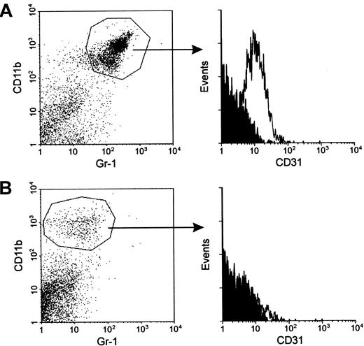 Fig. 2. iMacs isolated from the spleen of tumor-bearing mice are CD11b+/ Gr-1+/CD31+. / (A) Splenocytes from mice bearing a subcutaneous TS/A tumor were stained with FITC–anti-Gr-1, PE–anti-CD11b, and biotin–anti-CD31 antibodies, followed by Tricolor-streptavidin. After gating CD11b+/Gr-1+ cells (left panel), the cytometric profile for CD31 marker was plotted (histograms to the right of the arrow). Isotype-matched mAbs were used as controls for background staining (shaded areas). (B) Gr-1+ splenocytes from the same mice were depleted by panning with the specific mAbs. The resulting population was stained with the same mAbs used in panel A, and expression of CD31 (right panel) was evaluated among the CD11b+ cells (left panel). Staining with a secondary antirat Ab revealed a number of positive cells <1% confirming that negativity for Gr-1 was not due to Ab competition.