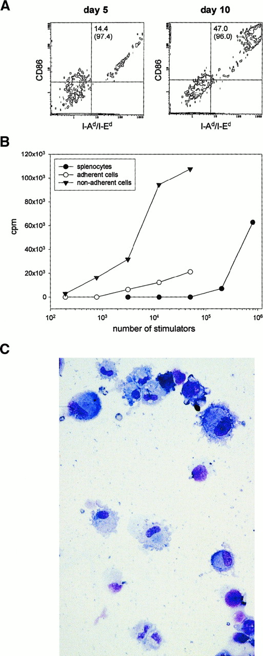 Fig. 7. iMacs differentiate into myeloid DCs under the influence of GM-CSF and IL-4. / To assess the influence of the GM-CSF and IL-4 combination on theiMac differentiation, CD11b+ splenocytes from TS/A tumor-bearing mice were isolated with antibody-coated magnetic beads. Cells were then exposed to a combination of GM-CSF (20 ng/mL) and IL-4 (100 ng/mL). After 5 days of culture, the nonadherent cells (11.5% of the initial number of CD11b+ cells) were collected, and tested for phenotype (A, right panel) and function (B). After removal of nonadherent cells, the remaining cells were further incubated in medium containing GM-CSF and IL-4 for 5 days. The nonadherent cells recovered on day 10 constituted an additional 3.7% of the cells initially seeded. These cells were tested for phenotype (A, left panel) and morphology (C). (A) Cell surface phenotype of nonadherent cells on day 5 or 10 was determined after triple staining with anti-CD86, anti-class II MHC molecules (I-Ad/I-Ed), and anti-CD11c; percentages of I-Ad/I-Ed+/CD86+ also expressing CD11c marker are indicated in parentheses. (B) Cytokine-treated, nonadherent and adherent cells were irradiated and cultured in various numbers with 2 × 105 allogeneic C57BL/6n splenocytes. In control wells, various numbers of γ-irradiated BALB/c splenocytes were used as stimulators. After 3.5 days of culture, cells were pulsed with 3H-TdR, and the results from triplicate wells were corrected for 3H-TdR incorporation by irradiated stimulators alone and allogeneic splenocytes alone. (C) Morphology of cells stained with MGG after the 10-day cytokine regimen. Magnification × 500.