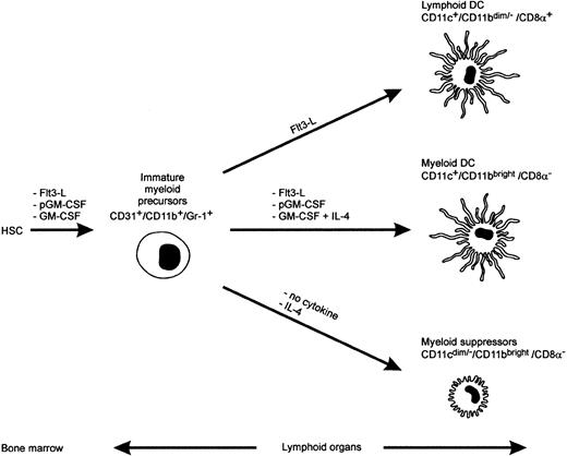 Fig. 8. A model for maturation of myeloid suppressors and DC cells in mice. / HSC, hemopoietic stem cell; Flt3-L, Flt3 ligand; pGM-CSF, polyethilenglycole- GM-CSF. The diagram originates from the present study and previously published data.35-37