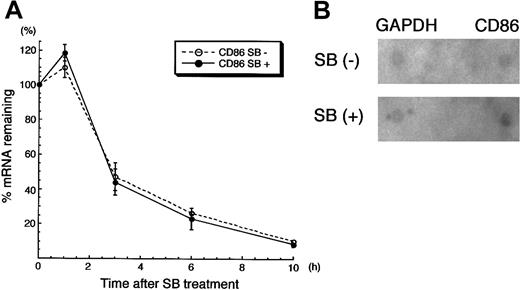 Fig. 7. CD86 mRNA was up-regulated transcriptionally by SB treatment. / (A) RNA synthesis inhibition assay. The detailed condition of pretreatment with SB and ActD was described in “Materials and methods.” After the addition of ActD for 30 minutes, RNA was extracted from cells after additional incubation in the presence or absence of SB for 1, 3, 6, and 10 hours. The amount of CD86 mRNA was normalized by the amount of GAPDH mRNA; both were obtained from real-time PCR. The relative amounts of normalized CD86 mRNA are presented. (B) Nuclear run-on assay. HL60 cells treated in the presence or absence of 1 mmol/L SB for 3 hours were subjected to the nuclear run-on assay. The membranes, on which full-length cDNAs of CD86 and GAPDH were dot-blotted, were hybridized with in vitro synthesized RNA. The intensity of the CD86 dot-hybridized with SB-treated, radio-labeled de novo RNA was 1.68-fold higher than that of the CD86 dot-hybridized with untreated, radio-labeled de novo RNA. The intensity of GAPDH dots was not altered by SB treatment (1.07-fold).