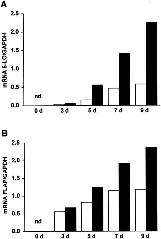 Fig. 1. Appearance of 5-LO and FLAP transcripts during DC differentiation of HPCs. / Highly purified HPCs (more than 98%) were prepared from CB as described in “Materials and methods.” The cells were maintained in culture in the presence of SCF/GM-CSF/TNF-α (open columns), referred to as standard medium, or in the presence of SCF/GM-CSF/TNF-α/TGF-β–1 (closed columns), referred to as standard medium plus TGF-β–1, for increasing time periods (days, d). Transcript levels of (A) 5-LO and (B) FLAP were determined by RT-PCR analyses as described.4 Data are expressed as ratios of densitometry units of 5-LO (27 cycles) or FLAP (25 cycles) transcripts relative to glyceraldehyde-3-phosphate dehydrogenase (GAPDH) transcripts (22 cycles). nd indicates not detectable.