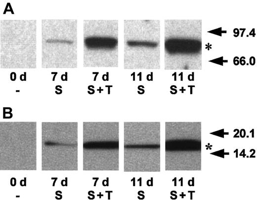 Fig. 2. Appearance of 5-LO and FLAP proteins during DC differentiation of HPCs. / HPCs were maintained in culture as described in Figure 1 in medium supplemented with standard medium (S) or in the presence of standard medium plus TGF-β–1 (S + T) for 11 days. Immunoblots were performed on 10 μg total cell protein using anti–5-LO antiserum, LO-32, or a polyclonal anti-FLAP antiserum. To obtain sufficient protein from freshly isolated HPCs at day (d) 0, pools of 3 separate CB preparations were used. Arrows at right represent the positions of molecular weight standards; asterisks indicate the position of (A) recombinant 5-LO standard or (B) leukocyte membrane protein for FLAP.