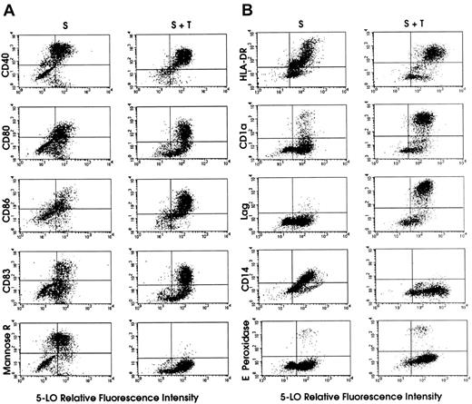 Fig. 5. FACS dot-blot analyses of 5-LO protein-expressing cell populations derived from HPCs. / The y axes of the dot-blots show that TGF-β–1 increases the frequency of cells with high levels of CD80, CD86, CD83, CD1a, and Lag, and strongly reduces the frequency of cells expressing mannose receptor and CD14. HPCs were maintained in standard medium (S, left columns) or standard medium plus TGF-β–1 (S + T, right columns) for 15 days (Figure 1). 5-LO staining was performed as described in “Materials and methods.” Panels A and B represent 2 independent experiments. Secondary antibody for 5-LO staining was goat antirabbit IgG-FITC, except for HLA-DR–expressing and CD14-expressing cells in panel B, in which the secondary antibody was donkey antirabbit IgG-PE.