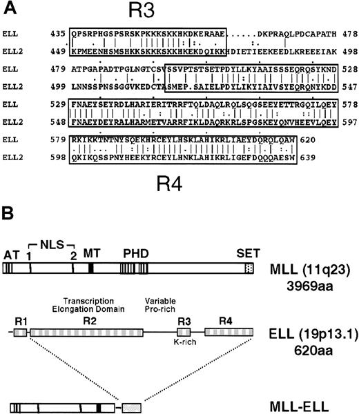 Fig. 1. Diagrammatic representation of the ELL and MLL proteins. / (A) Sequence alignment of ELL and its closely related family member, ELL2, shows homology over their carboxyl-terminal sequences. (B) The MLL gene, located at chromosomal band 11q23, encodes a 3969-amino acid protein with A-T hooks (AT), 2 nuclear localization sequences (NLS), methyltransferase-like domain (MT), PHD-type zinc fingers, and a carboxy-terminal SET domain. ELL comprises 4 distinct domains (R1-R4) described in the text. Translocation t(11;19)(q23;p13.1) joins amino terminal regions of MLL to domains R2-R4 of ELL.