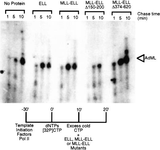Fig. 2. Transcriptional elongation activity of MLL-ELL chimeras. / ELL, MLL-ELL, or the indicated deletion mutants were tested for their ability to stimulate elongation of a labeled transcript by RNA polymerase II in vitro. Accumulation of the full-length transcript after 1, 5, and 10 minutes provides an indication of the stimulatory activity of the added proteins.