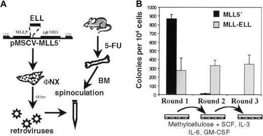 Fig. 4. Immortalization of primary murine myeloid progenitors by MLL-ELL. / (A) Schematic representation of retroviral transduction protocol. (B) Colonies generated per 104 infected BM cells were determined in first-, second-, and third-round cultures for MLL5′ and MLL-ELL constructs. First-round bars represent G418Rcolonies. Bars represent the mean ± SD for 3 experiments.