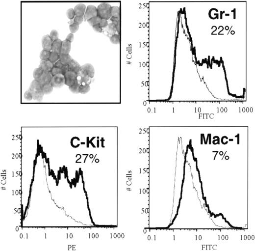 Fig. 5. Characterization of MLL-ELL–immortalized cells. / Mae-Grünwald-Giemsa–stained cytospin preparation (upper left) shows a range of primitive myeloid morphology. FACS analysis of MLL-ELL–transduced cells was performed after third-round cultures. Morphology and expression of c-Kit, Gr-1, and low levels of Mac-1 are consistent with primitive myeloid differentiation.