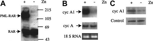 Fig. 1. Induction of cyclin A1 by PML-RARα expression. / (A) Immunoblot showing induction of PML-RARα by ZnSO4(0.1 mmol/L, 24 hours) in U937-PR9 cells that were stably transfected with PML-RARα under control of a Zn2+-inducible promoter. On each lane, 30 μg protein was loaded, and the blot was probed with an anti-RARα rabbit polyclonal antibody (Santa Cruz Biotechnology). Protein markers are shown in kilodaltons. (B) Northern blot showing elevation of cyclin A1 RNA (upper panel) but not cyclin A (middle panel) when PML-RARα was induced by ZnSO4. Equal loading was shown by staining for the 18-strand RNA (18s RNA). PR9 cells were induced to express PML-RARα for 24 hours, and total RNA was isolated. On each lane, 20 μg RNA was loaded. (C) Immunoblot showing that cyclin A1 protein levels also increased after induction of PML-RARα in U937-PR9 cells (24 hours, ZnSO4). On each lane, 30 μg protein was loaded. The lower panel shows a nonspecific band recognized by the anti–cyclin-A1 antibody that served as an internal control for loading of protein.
