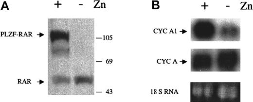 Fig. 2. Induction of cyclin A1 by expression of PLZF-RARα. / (A) PLZF-RARα was induced by ZnSO4 (0.1 mmol/L, 24 hours) in U937-B412 cells. The immunoblot was performed as described in the legend for Figure 1. (B) Cyclin A1 RNA levels before and after induction of PLZF-RARα in B412 cells (Northern blot, upper panel). The same blot was also probed with a cyclin A probe after stripping of the cyclin A1 probe (middle panel), and no difference was observed for cyclin A. Equal loading was shown by staining for the 18s RNA. B412 cells were induced to express PLZF-RARα for 24 hours, and total RNA was isolated. On each lane, 20 μg RNA was loaded.