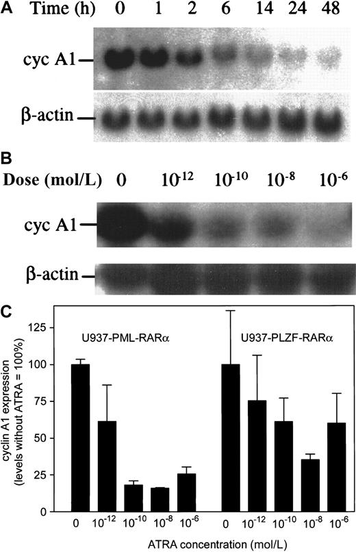 Fig. 3. Effects of ATRA on PML-RARα– and PLZF-RARα–induced elevation of cyclin A1 in inducibly transfected U937 cells. / (A) PR9 cells were induced to express PML-RARα for 24 hours, and expression of cyclin A1 mRNA was analyzed by Northern blot at various time points after addition of ATRA (1 μmol/L). On each lane, 20 μg total RNA was loaded. (B) Dose-effect of ATRA (24 hours) was analyzed as in panel A. (C) Real-time PCR was used to compare the dose-dependent effects of ATRA on PML-RARα– and on PLZF-RARα–expressing U937 cells (see “Materials and methods” for details on the procedure). Shown are means and SEM of 3 independent analyses. At all concentrations of ATRA, the effects on cyclin A1 expression were more pronounced in PML-RARα– than in PLZF-RARα–expressing cells.