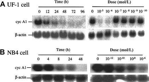 Fig. 4. ATRA reduced levels of cyclin A1 RNA in the APL cell lines UF-1 and NB4. / (A) Northern blots showing the time course and dose response of cyclin A1 mRNA levels in UF-1 cells exposed to ATRA. In the time-course study, 10−6 mol/L ATRA was used. In the dose-response study, cells were harvested 24 hours after treatment. On each lane, 20 μg total RNA was loaded, and equal loading was confirmed by probing the blot with an actin probe. (B) NB4 cells were studied in a manner similar to that described in panel A.