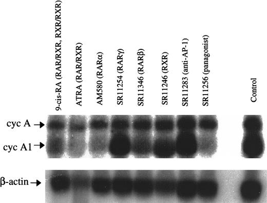 Fig. 6. Modulation of levels of cyclin A1 RNA by retinoids selective for different retinoid acid receptor isoforms. / NB4 cells were treated with the indicated ligands (5 × 10−7 mol/L) for 3 days, and Northern blot was performed with the simultaneous use of the 32P-labeled cyclin A1 and cyclin A probes. On each lane, 20 μg total RNA was loaded.