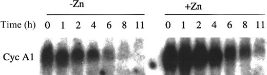 Fig. 7. Half-life of cyclin A1 mRNA in PR9 cells with and without induction of PML-RARα. / The Northern blot was performed as described in “Materials and methods.” For uninduced and induced cells, 20 and 10 μg RNA was loaded, respectively. The calculated half-lives were 3.6 and 4.5 hours for uninduced (−Zn2+) and induced (+Zn2+) cells, respectively.
