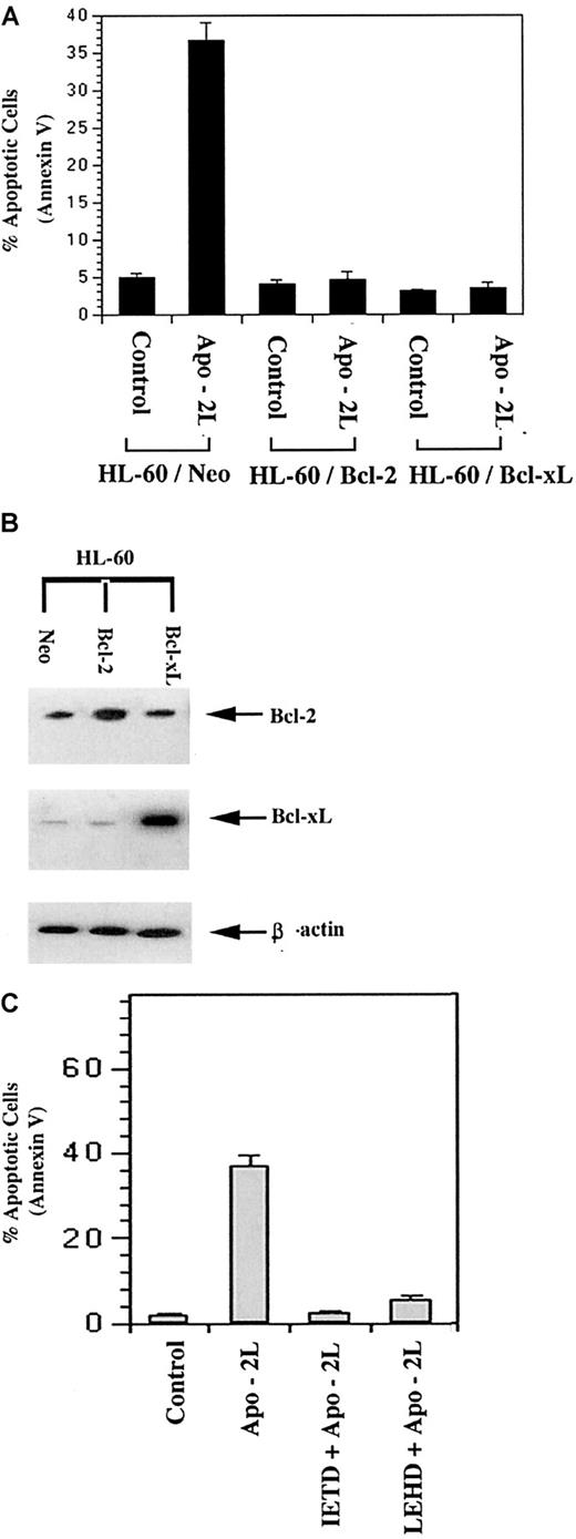 Fig. 2. Overexpression of Bcl-2 or Bcl-xL inhibited Apo-2L–induced apoptosis of HL-60 cells (A). / Following treatment with 100 ng/mL of Apo-2L, the percentage of apoptotic cells was determined by Annexin V staining and flow cytometry (A). Western blot analyses of Bcl-2 and Bcl-xL levels demonstrating overexpression of Bcl-2 and Bcl-xLin HL-60/Bcl-2 and HL-60/ Bcl-xL cells, respectively. Levels of β-actin served as the loading control (B). Cotreatment with the relatively specific caspase-8 inhibitor (z-IETD-fmk, 50 μmol/L) or caspase-9 inhibitor (z-LEHD-fmk, 100 μmol/L) inhibited Apo-2L–induced apoptosis (C).