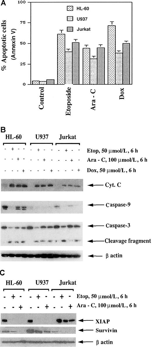Fig. 3. Etoposide (50 μmol/L), Ara-C (100 μmol/L), and doxorubicin (50 μmol/L) induced apoptosis of HL-60/neo, U937, and Jurkat cells. / Cells were treated with the drugs at the indicated concentrations for 6 hours followed by incubation for 18 hours in drug-free medium. After these treatments, the percentage of apoptotic cells was determined by Annexin V staining followed by flow cytometry (A). Molecular events of apoptosis induced by etoposide, Ara-C, or doxorubicin (B). Cells were treated with the indicated drugs for 6 hours, and then cell lysates were obtained for Western analyses of procaspase-3, procaspase-9, cytosolic cyt c, and Bid protein. Alternatively, Western analysis of XIAP and survivin was performed on the cell lysates (C) (see “Results”).