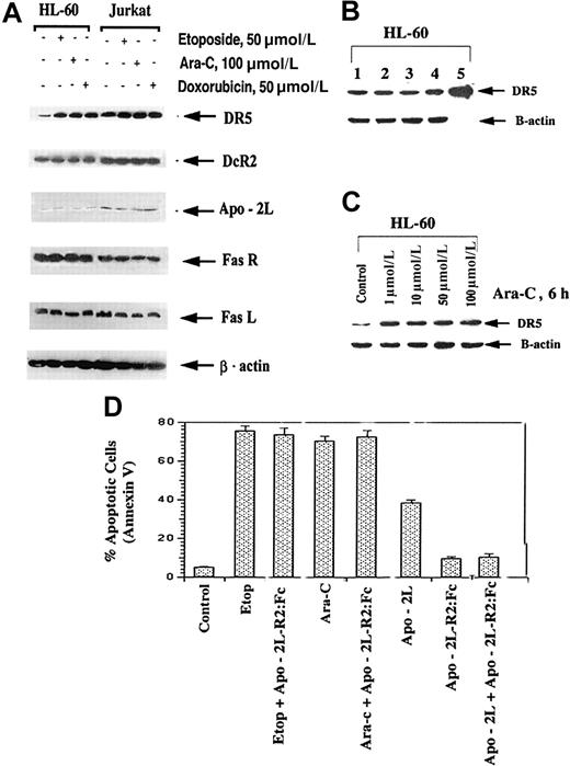 Fig. 4. Etoposide, Ara-C, and doxorubicin increase DR5 levels in HL-60 and Jurkat cells (A). / Following exposures of HL-60 and Jurkat cells with the indicated drug concentrations, DR5, DcR2, Apo-2L, Fas, Fas L, and β-actin levels were determined by immunoblot analyses (see “Results”). Effect of exposure intervals to Ara-C on DR5 levels of HL-60 cells (B). HL-60 cells were exposed to 1.0 μmol/L Ara-C for 6 hours. Cell lysate of untreated (lane 1), or drug-treated cells after 2 (lane 2), 4 (lane 3), 6 (lane 4), and 24 hours (of which 18 hours were in drug-free medium) (lane 5) were subjected to immunoblot analysis of DR5 levels (see “Results”). Levels of β-actin were used as the loading control. Effect of the dose of Ara-C on DR5 levels (C). HL-60 cells were exposed to different concentrations of Ara-C for 6 hours. Following this, immunoblot analysis of DR5 levels was performed; β-actin levels were used as the loading control.