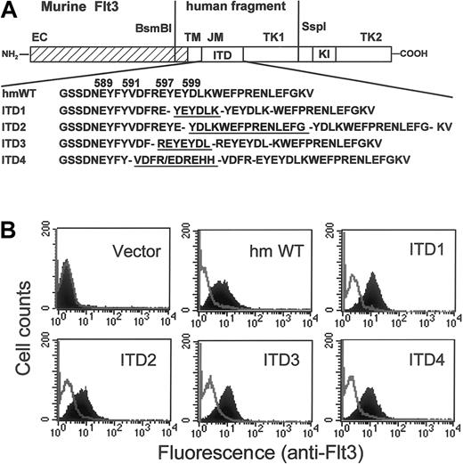 Fig. 1. Construction of Flt3 internal tandem duplications and their expression in 32D cells. / (A) A human Flt3 fragment spanning nt1624 to 2134, containing either wild-type or 4 different ITD mutations, was substituted for the corresponding murine Flt3 sequences. The predicted amino acid sequence from either the wild-type or the 4 different ITDs is shown. Duplicated sequences are underlined. EC indicates extracellular domain; TM, transmembrane domain; JM, juxtamembrane domain; TK, tyrosine kinase domain; KI, kinase insert; hmWT, human/mouse wild-type; ITD, internal tandem duplication. (B) Expression of Flt3 receptors on the surface of 32D cells were analyzed by staining with PE-conjugated monoclonal rat antimouse Flt3 antibody. The shaded areas show staining with anti-Flt3; the blank areas show the isotype control.