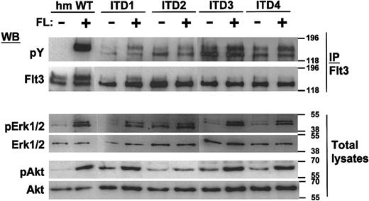 Fig. 7. Constitutive tyrosine phosphorylation of Flt3 and ligand-dependent activation of MAP kinase and Akt. / After a 12-hour starvation period, 1 × 107 cells were stimulated for 10 minutes in 1 mL medium with or without 100 ng/mL FL for 10 minutes as indicated. Immunoprecipitates with anti-Flt3 were performed where indicated, and the immunoprecipitates or total cell lysates were separated by SDS-PAGE. After blotting, the blots were stained with the indicated activation-specific antibodies. pErk recognizes Erk1 (p44), and Erk2 (p42), phosphorylated on tyrosine 204; pAkt is specific for Akt phosphorylated on serine 473. Subsequently, the blots were stripped and stained with the indicated protein-specific antibodies to demonstrate equal loading: tErk is specific for total Erk2 (p42) and does not recognize Erk1.