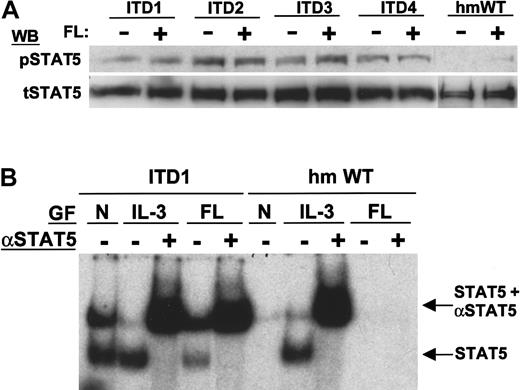 Fig. 8. Constitutive activation of STAT5 by Flt3-ITD. / (A) Detection of STAT5 activation by immunoblot. Total cell lysates were separated by SDS-PAGE and immunoblotted with anti-pSTAT5, which reacts with STAT5 phosphorylated on tyrosine 694, or antitotal STAT5 as indicated. (B) Electrophoretic mobility shift assay of STAT5. Nuclear extracts were incubated with a double-stranded 32P-labeled oligonucleotide containing the consensus STAT5 binding sequence. Results from 2 constructs are shown: ITD1 (lanes 1-5) and Flt3-WT (lanes 6-10). The stimulation conditions of the cells before lysis are indicated: no growth factors added (N, lanes 1 and 6), 10 ng/mL IL-3 for 10 minutes (IL-3, lanes 2, 3 and 7, 8), and 100 ng/mL FL (FL, lanes 4, 5 and 9, 10). To verify the presence of STAT5 in the shifted oligonucleotide/protein complex, a supershift assay was performed with an anti-STAT5a/b antibody as indicated (lanes 3, 5 and 8, 10). Note that no shift or supershift is visible in unstimulated and FL-stimulated wild-type Flt3 cells, whereas shifted complexes containing STAT5 can be seen in ITD1 cells.