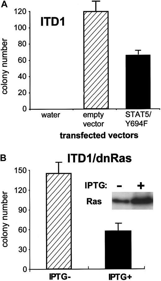 Fig. 9. Effects of dominant negative constructs on colony formation induced by Flt3-ITD. / (A) Equal amounts of an empty control vector and a dominant negative STAT5 (Y694F) were electroporated into 32D cells containing ITD1. One day after electroporation, cells were plated at a concentration of 1 × 105 cells per dish in the presence of 0.6 mg/mL G418 and no cytokine. Numbers of colonies were counted at day 8. Data shown are representative of 3 independent experiments. (B) Inducible expression of dn-Ras. ITD1/dnRas were polyclonal cell lines, which were made by transfection of Flt3-ITD1 into the 32D/dnRas clone. Cells were treated with 0.5 mmol/L IPTG for 24 hours, and total cell lysates were subjected to Western blot with anti-Ras Ab. These cells were subjected to a colony assay as described in Figure 4, under the presence or absence of IPTG.