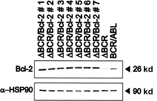 Fig. 1. Bcl-2 expression in representative clones generated by transfection of p185ΔBCR/32Dc13 cells with a human Bcl-2 cDNA. / Levels of HSP90 were measured as control of equal loading.
