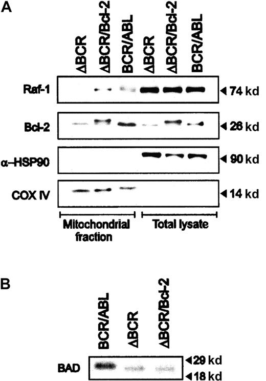 Fig. 4. Expression of mitochondrial Raf-1 in BCR/ABL and p185ΔBCR/Bcl-2–coexpressing cells. / (A) Levels of HSP90 and subunit IV of COX were measured as control of loading and subcellular fractionation. (B) Phosphorylation of BAD in BCR/ABL (wild-type and mutant) and p185ΔBCR/Bcl-2–coexpressing cells. Cells were starved of both IL-3 and serum for 3 hours and then cultured in 32P-orthophosphate–containing medium for 3 hours. Cell lysates were immunoprecipitated with anti-BAD polyclonal antibody, and phosphorylation was assessed by autoradiography.