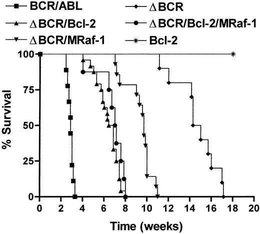 Fig. 5. Survival of SCID mice injected with 32Dc13 cells expressing BCR/ABL, Bcl-2, p185ΔBCR/Bcl-2, p185ΔBCR/M-Raf-1, or p185ΔBCR/Bcl-2/M-Raf-1. / Mice were injected intravenously with 5 × 106 cells from parental or transfected 32Dc13 cells. Nine mice were included in the wild-type BCR/ABL group; 5 mice, the Bcl-2 group; 10 mice, the p185ΔBCR group; 24 mice, the p185ΔBCR/Bcl-2 group (8 mice for each of 3 clones); 14 mice, the p185ΔBCR/M-Raf group (7 mice for each of 2 clones); and 8 mice, the p185ΔBCR/Bcl-2/M-Raf-1 group.