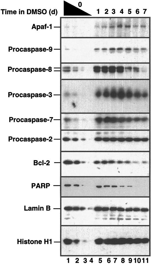Fig. 1. Alterations in Apaf-1 and procaspases during granulocytic maturation of HL-60 cells. / After cultures were treated with 1.3% DMSO for 0 to 7 days as indicated, aliquots containing 3 × 105, 1.5 × 105, 0.75 × 105, and 0.3 × 105 untreated cells (lanes 1-4, respectively) or 3 × 105 treated cells (lanes 5-11) were subjected to SDS-PAGE, followed by transfer to nitrocellulose and blotting with reagents that recognize the indicated polypeptide. Note that histone H1 and lamin B1 served as loading controls.