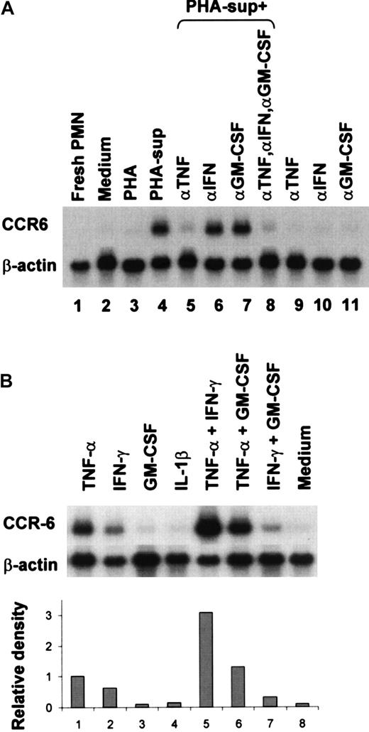 Fig. 1. Up-regulation of CCR6 mRNA expression in PHA-sup–stimulated or cytokine-stimulated PMNLs. / (A) PMNLs were cultured with medium alone, PHA (2.5 μg/mL), or PHA-sup in the presence or absence of neutralizing IgG (5 μg/well) against TNF-α, IFN-γ, or GM-CSF, for 6 hours. (B) PMNLs were cultured with LPS (1 ng/mL), TNF-α (1 ng/mL), IFN-γ (2.5 U/mL), GM-CSF (0.05 ng/mL), or IL-1β (0.05 ng/mL), rTNF-α (1 ng/mL), and IFN-γ (2.5 U/mL), TNF-α (1 ng/mL), and GM-CSF (0.05 ng/mL), or IFN-γ (2.5 U/mL) and GM-CSF (0.05 ng/mL) for 6 hours. Total RNA was extracted and subjected to Northern blot analysis. The blots were hybridized with 32P-labeled human CCR6 or β-actin cDNA probe and exposed to x-ray film. Data were also analyzed by densitometry. Representative of several experiments with similar results.