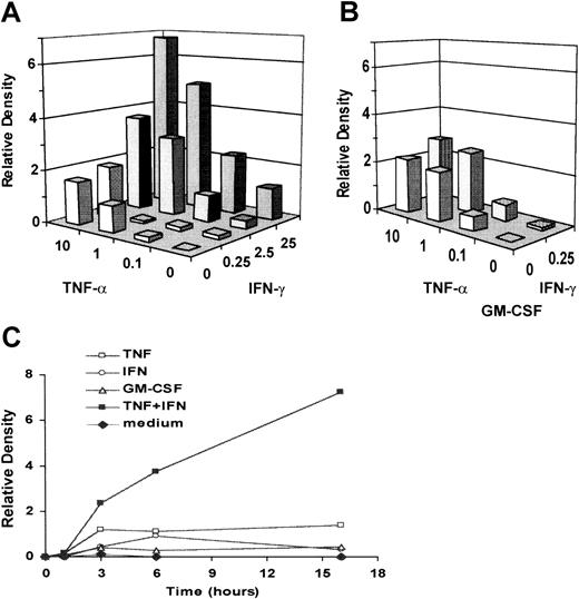 Fig. 2. Dose-dependent induction and kinetics of CCR6 mRNA expression in cytokine-activated PMNLs. / (A) PMNLs were cultured with increasing concentrations of TNF-α (0-10 ng/mL), IFN-γ (0-25 U/mL), or both for 6 hours. (B) PMNLs were cultured with increasing concentrations of TNF-α (0-10 ng/mL), IFN-γ (0-0.25 U/mL), or both in the presence of GM-CSF (0.05 ng/mL). (C) PMNLs were cultured in the presence or absence of TNF-α (1 ng/mL), IFN-γ (2.5 U/mL), or both for 1, 3, 6, and 16 hours. Total RNA was extracted and subjected to Northern blot analysis. The blots were hybridized with 32P-labeled human CCR6 or β-actin cDNA probe. Autoradiographic signals were quantified, standardized against the levels of β-actin, and presented as relative density. The level of expression induced by 1 ng/mL TNF-α equals 1 in the chart. Representative of several experiments with similar results.