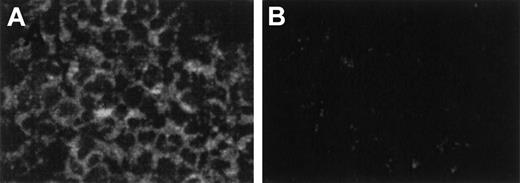 Fig. 3. Detection of CCR6 mRNA in cytokine-activated PMNLs by in situ hybridization. / PMNLs were incubated with TNF-α (1 ng/mL) and IFN-γ (25 U/mL) for 6 hours. (A) Hybridized with FITC-labeled antisense cRNA probe. Cytoplasm of PMNLs was stained positive for CCR6 mRNA. (B) Hybridized with FITC-labeled sense probe used as negative control. Magnification, 400×.