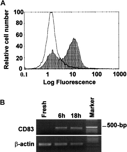 Fig. 6. Expression of CD83 in PMNLs activated with TNF-α and IFN-γ. / PMNLs were incubated with TNF-α (1 ng/mL) and IFN-γ (25 U/mL) for 18 hours. (A) Expression of CD83 on resting or activated PMNLs was analyzed by flow cytometry. White area represents PMNLs kept at 4°C for 18 hours; shaded area represents PMNLs activated with both TNF-α and IFN-γ for 18 hours. (B) Detection of CD83 mRNA by RT-PCR. Representative of 3 experiments with similar results.