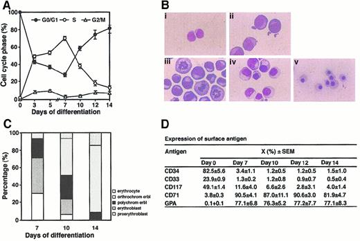 Fig. 1. Cell cycle status and morphology during erythroid differentiation of CB CD34+ cells. / (A) Freshly separated CD34+ cells (2 × 104/mL) (day 0), or cells from suspension culture of CD34+ cells in the presence of IL-3 (200 units), GM-CSF (200 units), SLF (50 ng) and Epo (1 unit) per milliliter for 3 and 5 days or from BFU-E–derived cells from semisolid cultures after 7, 10, 12, and 14 days of growth in the presence of IL-3, GM-CSF, SLF, Epo, vitamin B12 (10 μg, Sigma), folic acid (15 μg, Sigma), and insulin (10 μg, Sigma) per milliliter were used for cell cycle analysis. Results are the mean ± SEM from 5 experiments. (B) Wright-Giemsa stained day 0 CD34+ cells (i) and cells from suspension culture after 4 days (ii), or from BFU-E–derived colonies grown in the presence of cytokines for 7 (iii), 10 (iv), and 14 (v) days (original magnification × 1000). (C) Morphologic classification of BFU-E–derived cells. Cell types were determined by examining 500 cells per time point and are expressed as a percentage. (D) Expression of surface antigen in day 0 CD34+ cells and BFU-E–derived cells. Results are the mean percentage of positive cells ± SEM from 5 experiments.