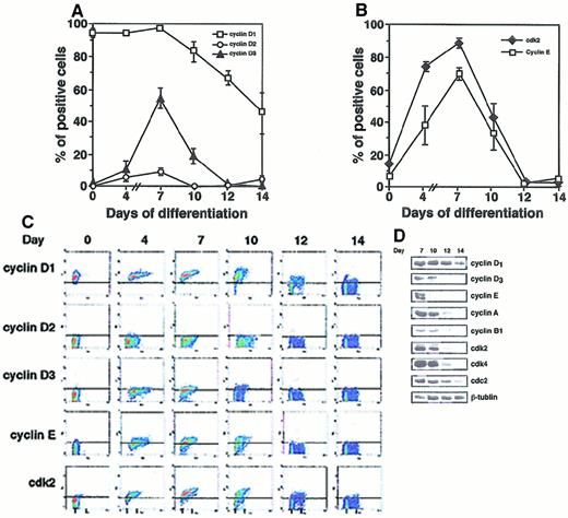 Fig. 2. Expression of cyclin proteins during erythroid differentiation of CB CD34+ cells. / (A) and (B) Cells were analyzed by bivariate cell cycle analysis. Results are the mean ± SEM from 4 experiments. (C) Scatter density diagrams of bivariate flow cytometric analysis of cell cycle proteins. G0/G1 (2N) and G2/M (4N) phase populations are indicated. Above the solid horizontal lines are cutoffs for positive staining based on the isotype controls. One of 5 representative experiments is shown. (D) Expression of cyclin and cdk proteins determined by immunoblot analysis. Equal amounts of total cell protein were subjected to SDS/PAGE and immunoblotting, with tublin used as control. Results are 1 of 3 representative experiments.