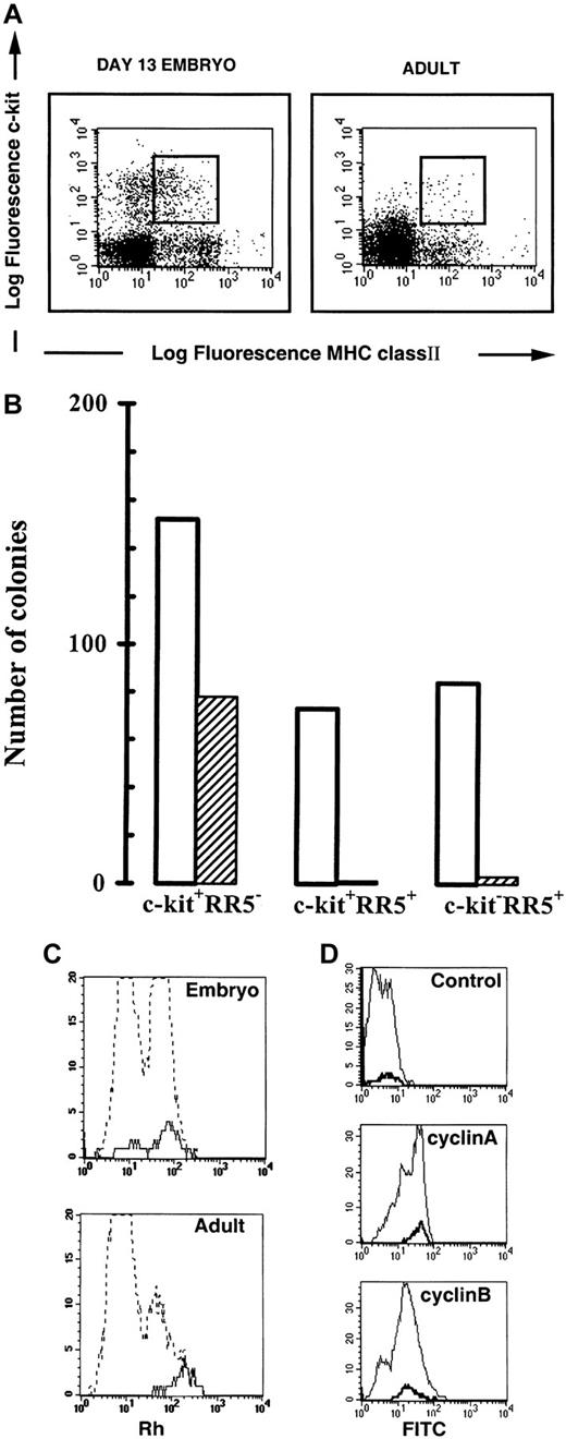 Fig. 1. Analysis of bone marrow cells. / (A) Comparative flow cytometric analysis of embryonic and adult bone marrow cells. Embryonic E13.5 and adult BM cells were stained with the RR5 and c-kit mAbs and analyzed by flow cytometry in the FSC/SSC progenitor window. The RR5/c-kitdouble-positive cells shown in the window were sorted for intrathymic injection and in vitro differentiation. (B) Analysis of myeloid and erythroid potential of sorted cells from E13.5 BM. The 1000 cells from each sorted population were cultured in duplicate in erythroid differentiation medium. Results represent the mean number of colonies scored in duplicate cultures from one representative experiment (of 5 experiments). M: macrophage; G: granulocyte; M/G: macrophage/granulocyte; Eb/Ec: erythroblast/erythrocyte colonies. No colonies were obtained from the double negative population. ■ indicates M,G, and M/G; ▨ indicates Eb/Ec. (C) Rhodamine staining of RR5/c-kit double-positive BM cells. Comparative Rh staining of total bone marrow cells (hatched line) and RR5+/c-kit+ cells (continuous line). (D) Cyclin A and B staining of RR5/c-kit double-positive BM cells. Cyclin staining of embryonic total bone marrow cells (thin line) and RR5+/c-kit+ cells (bold line). Control: normal rabbit serum; cyclin A: polyclonal rabbit antichicken cyclin A serum; cyclin B: polyclonal rabbit antichicken cyclin B serum. Rabbit antibodies were detected by a goat antirabbit antibody conjugated to FITC.