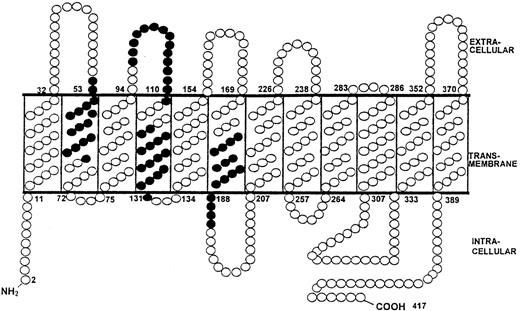 Fig. 9. RhD protein sequences that stimulate T cells from alloimmune donors to proliferate are not limited to extracellular loops. / The predicted topographic features of the RhD protein56illustrate the location of the 4 dominant RhD peptides that elicited proliferation by T cells from most of the alloimmune donors. Residues within dominant peptides, ● (peptide 6 aa52-66, peptide 13 aa97-111, peptide 17 aa117-131, and peptide 28 aa177-191).