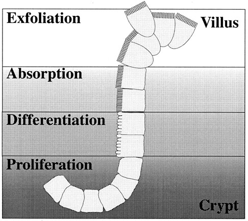 Fig. 1. Life cycle of the duodenal enterocyte. / Stem cells present in the crypts of the duodenum proliferate and give rise to precursor cells that further differentiate into absorptive cells or enterocytes. These enterocytes are highly specialized for absorption of micronutrients from the intestinal lumen. Their apical membrane is structured with microvilli and contains enzymes that facilitate transport of nutrients through the epithelial cell layer. The majority of iron absorption is facilitated by these specialized cells. The process of differentiation occurs simultaneously with migration out of the crypt and onto the villus. Zones of cells in similar stages are evident when the crypt/villus junction is viewed in cross section. After the cells have migrated to the villar tip, they are exfoliated and excreted.