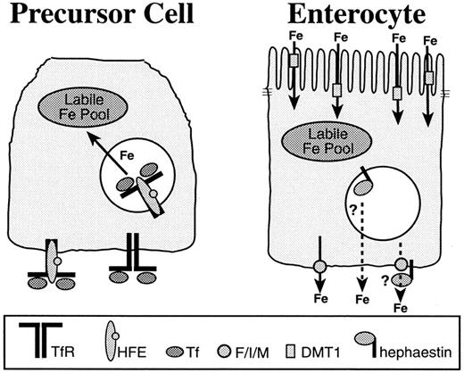 Fig. 2. A model for the establishment of the enterocyte iron absorptive set point in the crypt. / Precursor cells (left) present in duodenal crypts express a complement of iron metabolic proteins that are distinct from those of the differentiated enterocyte (right). In the crypt, the transferrin receptor (TfR)–HFE complex facilitates iron uptake from transferrin (Tf) in the plasma and contributes to the labile iron pool. The labile iron pool directly influences iron regulatory protein RNA binding activity and may affect iron-regulated transcription, translation, protein trafficking, and degradation processes. In this way, the iron absorptive capacity, or set point for the enterocyte, may be established in the crypt. When the precursor cell differentiates, the expression of proteins specific to the enterocyte, such as the apical and basolateral iron transporters and hephaestin, is induced. Although the enterocyte precursor absorbs, but does not transport iron, the differentiated enterocyte takes up iron from the duodenum at the apical membrane through the divalent metal transporter (DMT1) and transports it into the plasma. The basolateral iron transporter, Ferroportin1/Ireg1/MTP1 (F/I/M), has been shown to act independently as an iron exporter. The multicopper oxidase, hephaestin, is also required for efficient iron efflux from the enterocyte, but whether it acts through Ferroportin1/Ireg1/MTP1 or another pathway is not yet known.