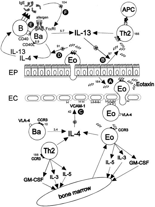 Fig. 1. LPR scenario emphasizing the putative regulatory roles of basophils in allergic inflammation. / Eotaxin (CCL11) (A) derived from epithelial cells,184eosinophils,51 or mast cells185 can be detected in the lungs of asthmatic patients50-53 and recruits cells expressing the eotaxin receptor (CCR3), ie, eosinophils,186187 basophils,1055 Th2 cells,188189 and mast cells.190191Recruited basophils are a major source of the regulatory cytokines IL-434 and IL-13.5-7 There are several potential amplification loops, such as the up-regulation of eotaxin in airway epithelial cells97 (B) and VCAM-1 on vascular endothelium (C) by IL-1396 or IL-442 or, also, the up-regulation of eotaxin by IL-4 in fibroblasts.90Eotaxin has also been shown to potentiate the IL-4 production by activated basophils91 (D). Furthermore, basophils can deliver the signals necessary for switching B cells to IgE (E), ie, IL-4, IL-13, and CD40L.89 The increased IgE production is thought to up-regulate the expression of FcεRI on basophils and mast cells103-104 (F).